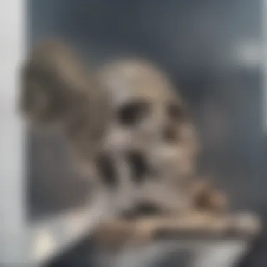 3D Model of the Skull: A Comprehensive Exploration Introduction 3D Model of the Skull: A Comprehensive Exploration Introduction