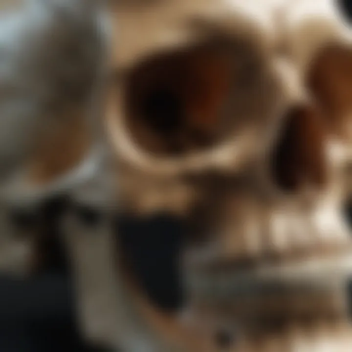 Magnificent 3D Model of the Skull: A Comprehensive Exploration