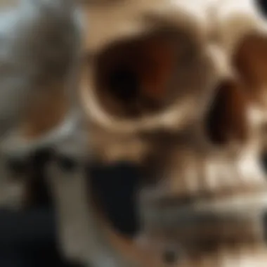 Magnificent 3D Model of the Skull: A Comprehensive Exploration Magnificent 3D Model of the Skull: A Comprehensive Exploration