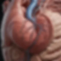 Anatomy of the left atrial appendage highlighting its structure and location