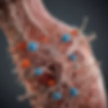 A detailed infographic illustrating the mechanisms of Acetyl L-Carnitine in fat metabolism