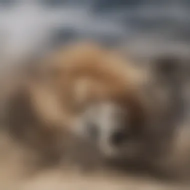 A desert fox with large ears in a sandy landscape