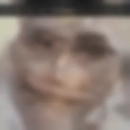 Genetic illustration showcasing the DNA structure related to cleft lips