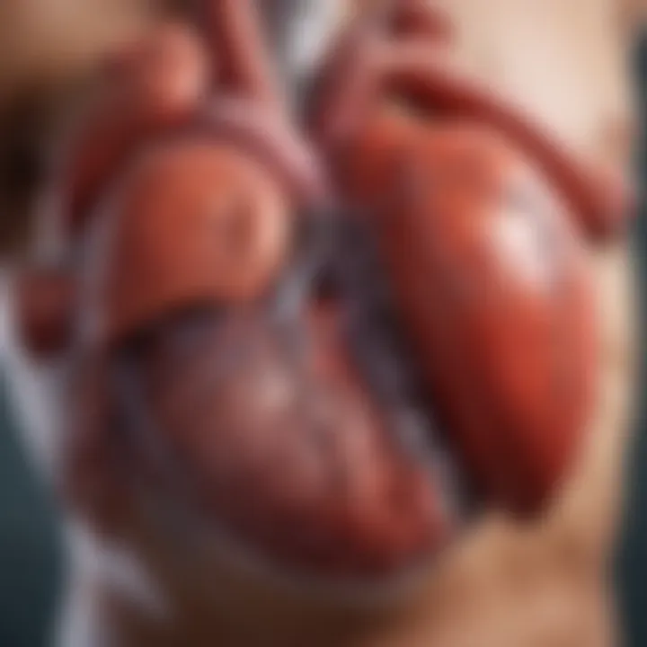 Diagram of biological mechanisms affecting cardiovascular health due to obesity