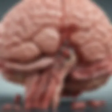 Anatomy of the Brain and Hemorrhage Areas Diagram showing the anatomy of the brain with highlighted areas affected by hemorrhage.