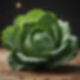 Fresh cabbage head with green leaves