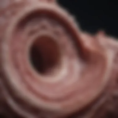 Effects of Necrosis on Tissues Visual representation of necrosis and its effects on tissues