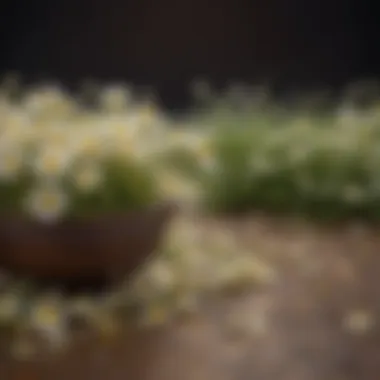 Dried chamomile flowers showcasing their natural beauty