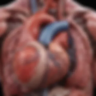 Anatomical Insights into HFpEF Detailed diagram of heart anatomy highlighting HFpEF