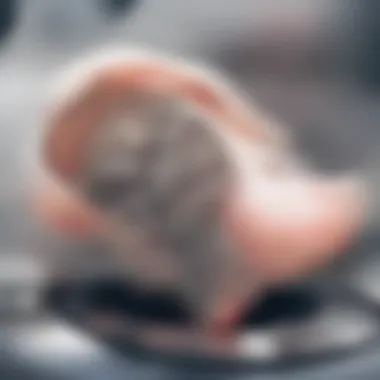 MRI scan highlighting inguinal hernia