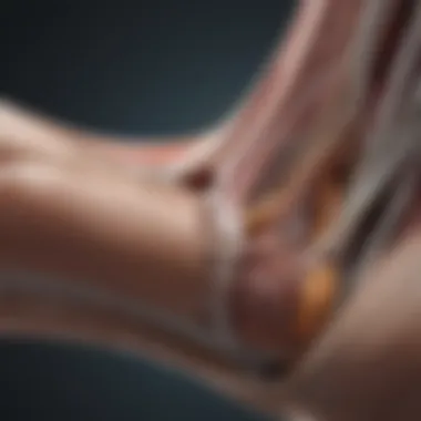 Anatomy of the Plantar Fascia Illustration of the plantar fascia anatomy