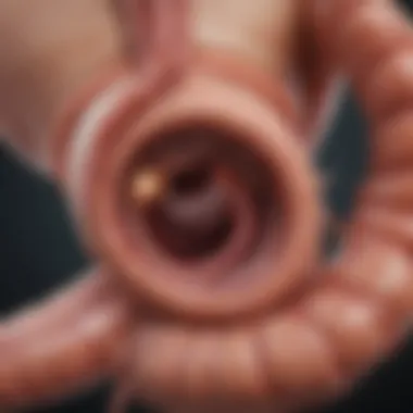 Endoscopic View of the Colon Endoscopic view illustrating the interior of the colon