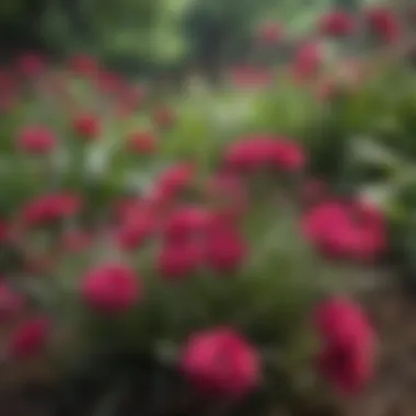 A close-up of Dianthus plants thriving in a natural garden setting, illustrating their ecological role.