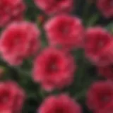A vibrant display of Dianthus flowers in full bloom, showcasing their diverse colors and shapes.
