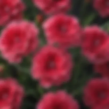 A vibrant display of Dianthus flowers in full bloom, showcasing their diverse colors and shapes.