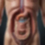Illustration showing the interaction between the gastrointestinal and urinary systems.