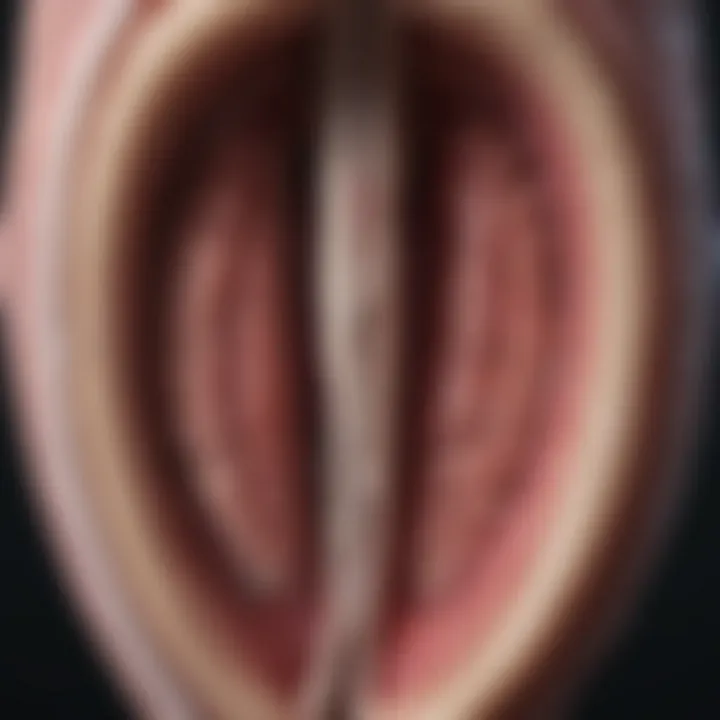 Diagram illustrating the anatomy of the urethra