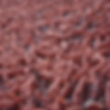 Clostridium Difficile Magnified Illustration of Clostridium difficile under a microscope