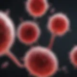 Cord blood stem cells under microscope