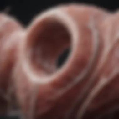 Innovative Design of Gore Vascular Grafts Detailed illustration of Gore vascular graft design