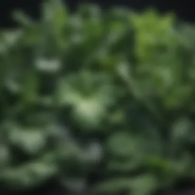 Leafy Green Vegetables A vibrant assortment of leafy green vegetables, showcasing their variety and freshness.