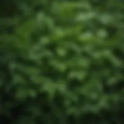 Close-up of neem leaves showcasing their vibrant green color
