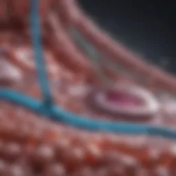 Scientific illustration of diuretic mechanisms at cellular level