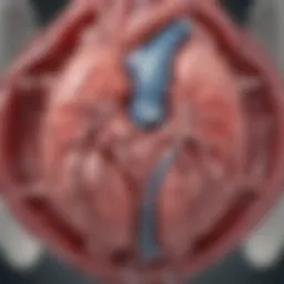 Visual representation of cardiac anatomy highlighting the mitral valve