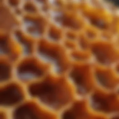 A close-up view of honeycomb showcasing its natural beauty and intricate structure.