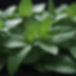 A close-up of peppermint leaves showcasing their vibrant green color and texture