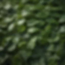 A collection of leaves known for their hair growth properties