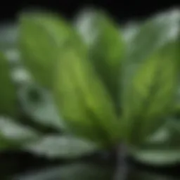 A close-up view of peppermint leaves showcasing their vibrant green color and texture.