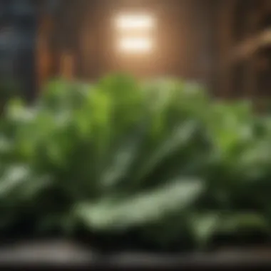 Leafy Greens for Cardiovascular Wellness Vibrant leafy greens showcasing their nutritional value