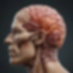 Diagram illustrating the neuroanatomy of the frontal lobe