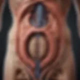 Anatomical diagram depicting the digestive and urinary systems interconnected