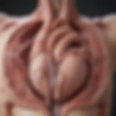Ultrasound Visualization of Aortic Stenosis Ultrasound image showing heart with aortic stenosis