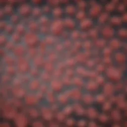 Detailed diagram showing the progression from Myelodysplastic Syndrome to Acute Myeloid Leukemia