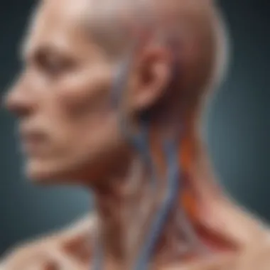 Physiology of Nerve Transmission Diagram depicting the physiological processes of sensory and motor nerve transmission.