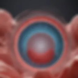 Illustration of the menstrual cycle phases