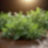 Oregano leaves showcasing their vibrant green color