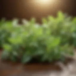 Oregano leaves showcasing their vibrant green color