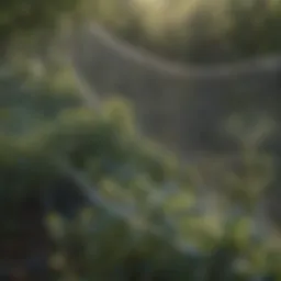 A net protecting blueberry bushes from birds