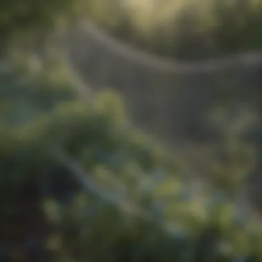 A net protecting blueberry bushes from birds