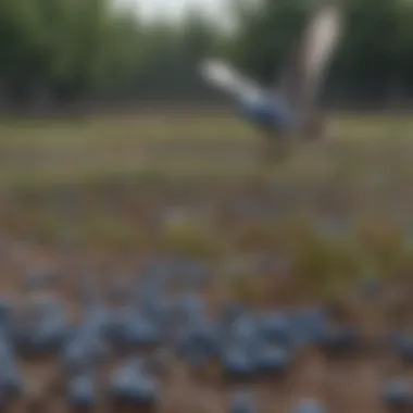 Birds being deterred by reflective materials in a blueberry field