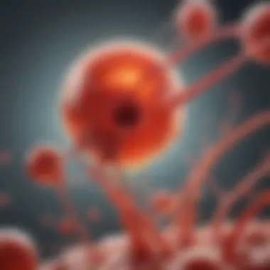 Illustration of platelet formation from megakaryocytes