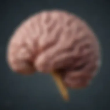 Brain Structures and Emotions Diagram of brain structures linked to emotional responses