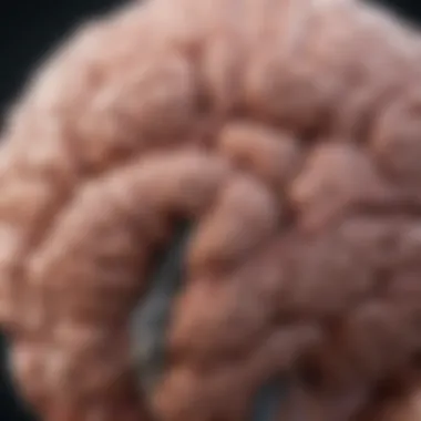 Brain Structure and Tumor Implications Illustration of the brain highlighting areas affected by tumors