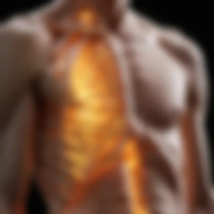 Diagram showing the effects of vitamin D on skeletal health