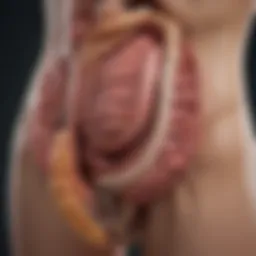 Anatomy of the appendix