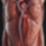 Diagram illustrating the backward flow of blood in atrial regurgitation